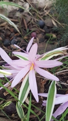 Colchicum hierosolymitanum