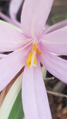 Colchicum hierosolymitanum