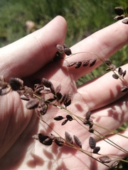 Eragrostis capensis