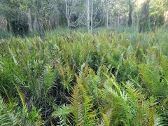 Telmatoblechnum indicum