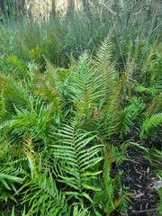 Telmatoblechnum indicum