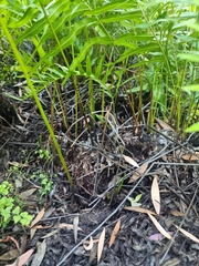 Telmatoblechnum indicum