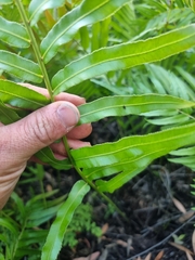 Telmatoblechnum indicum