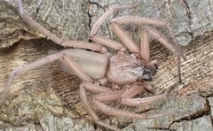 Hemicloea