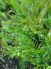 Telmatoblechnum indicum