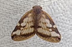 Scolypopa australis