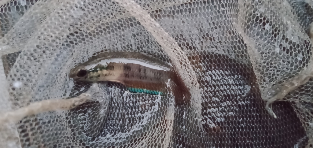 Falx-strijdvis (Betta falx) — Osphronemidae