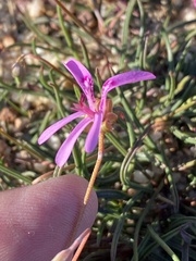 Pelargonium coronopifolium