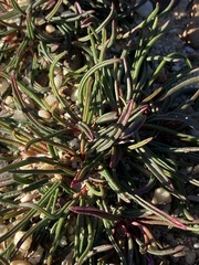 Pelargonium coronopifolium