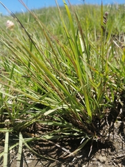 Eragrostis capensis