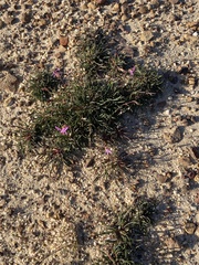 Pelargonium coronopifolium
