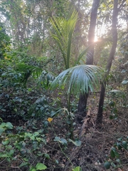 Archontophoenix alexandrae