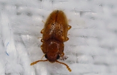 Cryptophilus