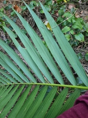 Archontophoenix alexandrae