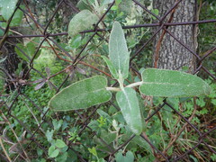 Phlomis purpurea