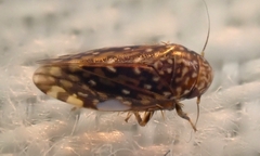 Xestocephalus