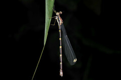 Episynlestes albicaudus