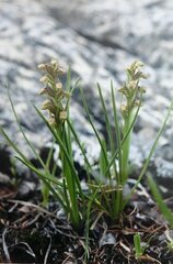 Chamorchis alpina