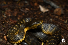 Notechis scutatus occidentalis