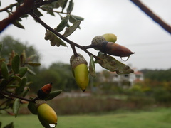 Dryomyia lichtensteinii