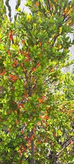 Diospyros glabra