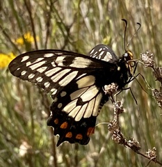 Papilio anactus