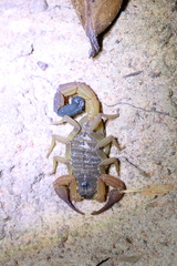 Rhopalurus laticauda