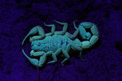 Rhopalurus laticauda