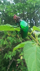 Heterorrhina elegans