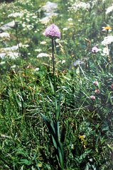 Traunsteinera globosa