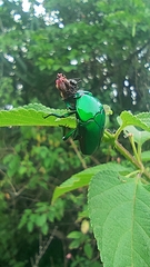 Heterorrhina elegans