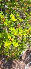 Diospyros glabra