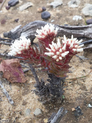 Crassula alpestris