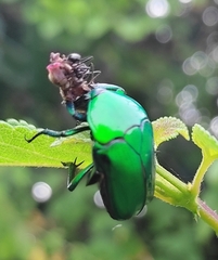 Heterorrhina elegans