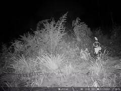 Genetta