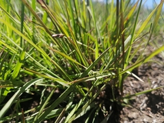 Eragrostis capensis