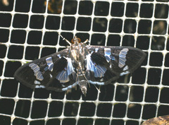 Desmia bajulalis