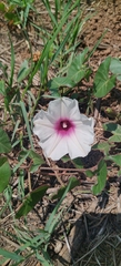 Ipomoea bathycolpos