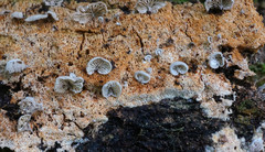 Entoloma parasiticum