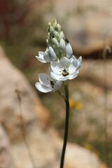 Ornithogalum conicum