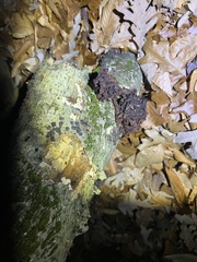 Phaeotremella frondosa