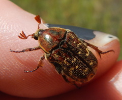 Euphoria leucographa