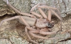 Hemicloea