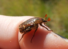 Euphoria leucographa