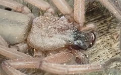 Hemicloea