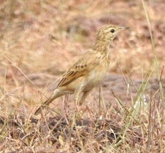 Anthus rufulus