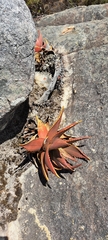 Aloe perfoliata