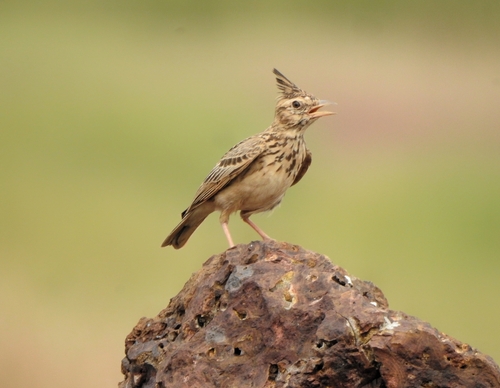 Malabar Lark (Galerida malabarica), photo 6
