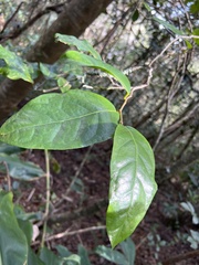 Antidesma platyphyllum