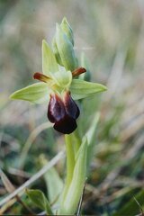 Ophrys fusca funerea